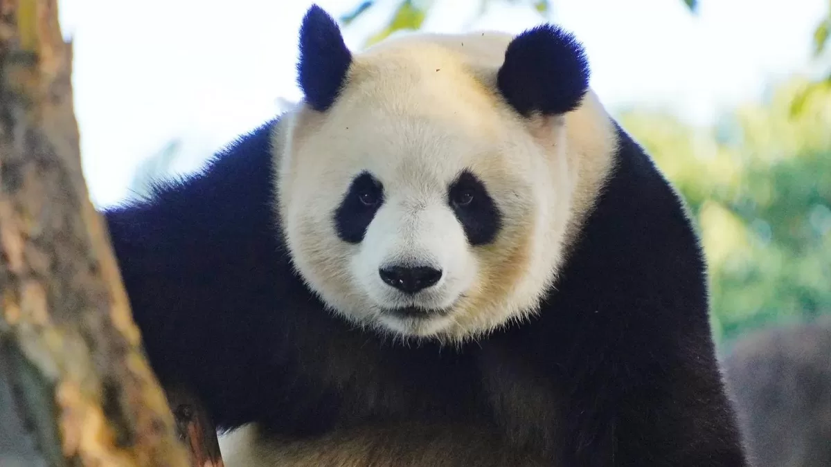Panda Cheng Da