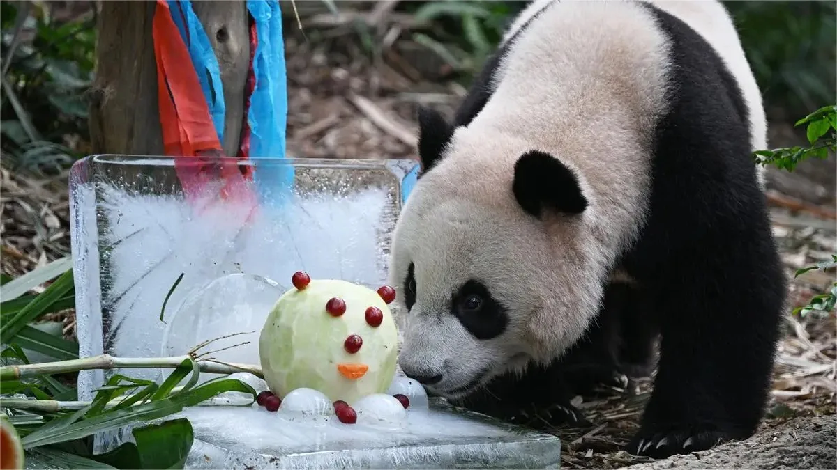 Panda Le Le The Strong Bond Between Singapore And China