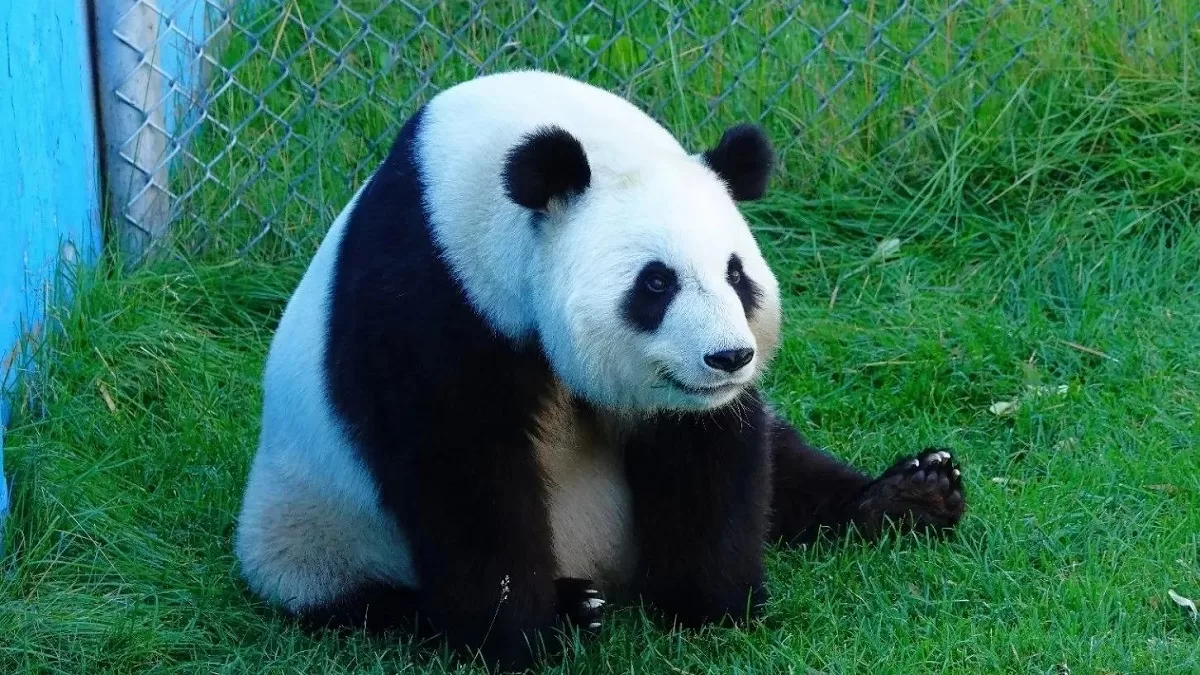 Panda Mei Xin