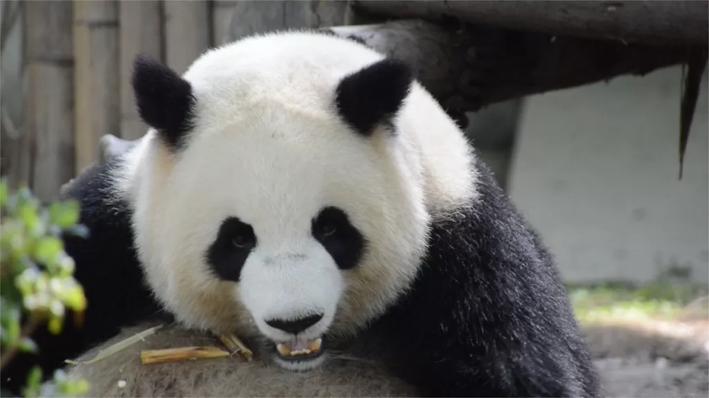 Panda Miao Miao