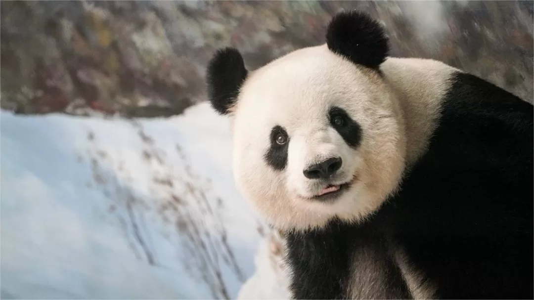 Panda Si Jia