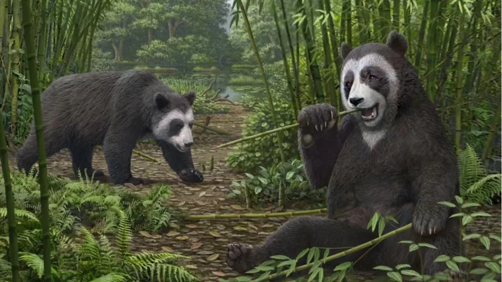 The Ancestry Of The Giant Panda Where Do They Come From