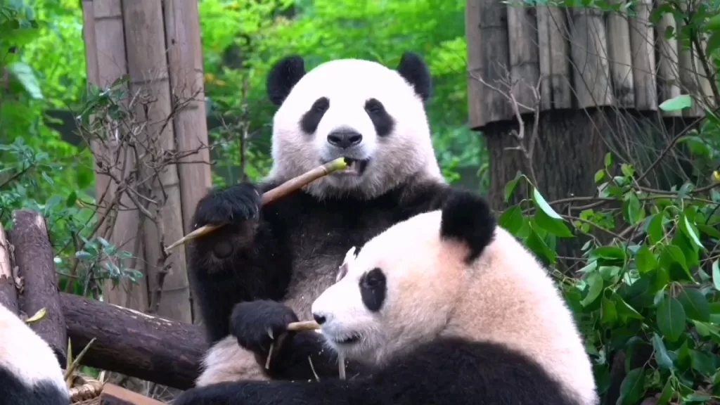 The Evolution Of Diet Of Giant Pandas