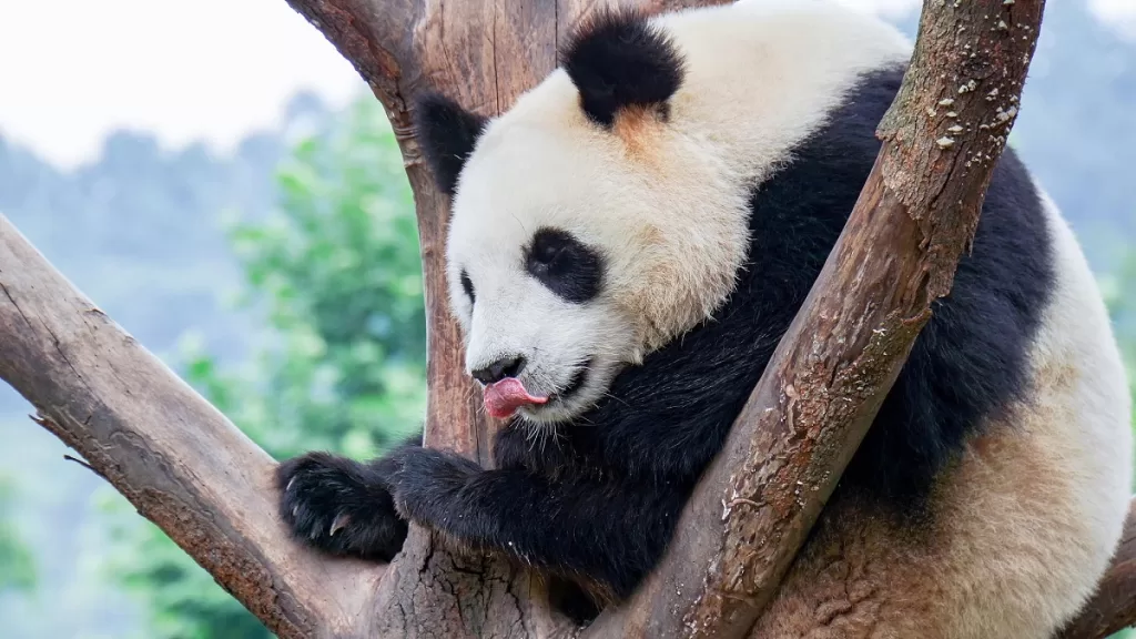The Unique Behaviors Of Giant Pandas