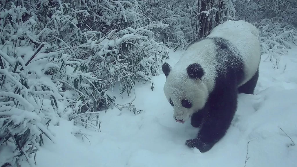 What Do Giant Pandas Do When Their Territory Is Invaded