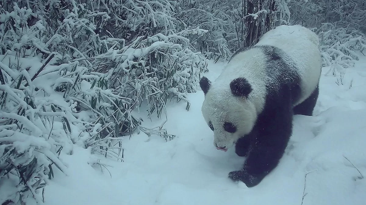 What Do Giant Pandas Do When Their Territory Is Invaded