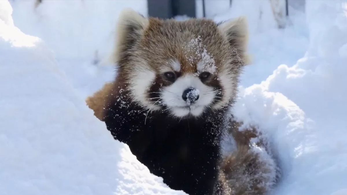 Who Are The Neighbors Of Giant Pandas