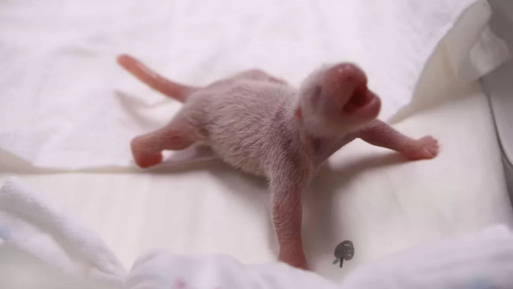 Why Are Giant Pandas Considered Premature