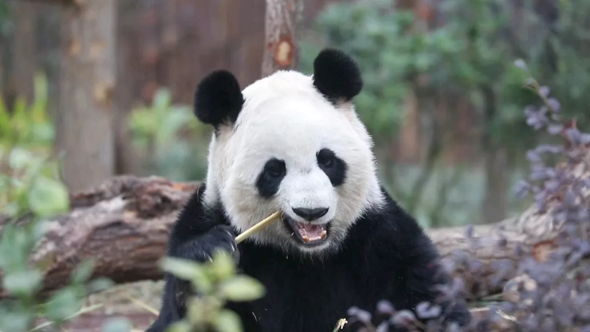 Why Are Giant Pandas Unique To China