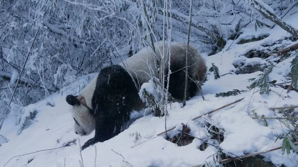 Why Conduct Rewilding Research For Giant Pandas