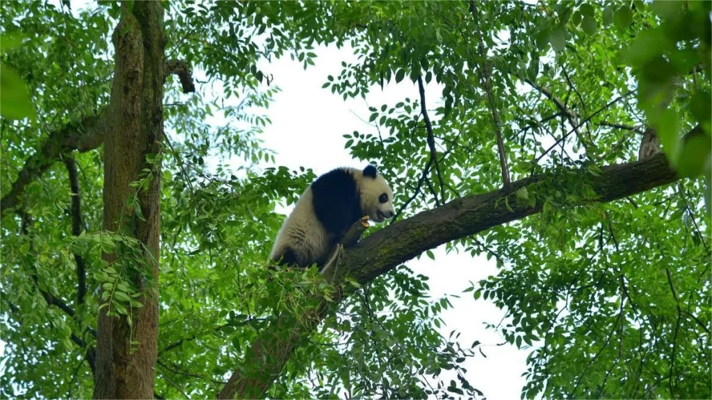 Why Do Giant Pandas Prefer A Solitary Lifestyle