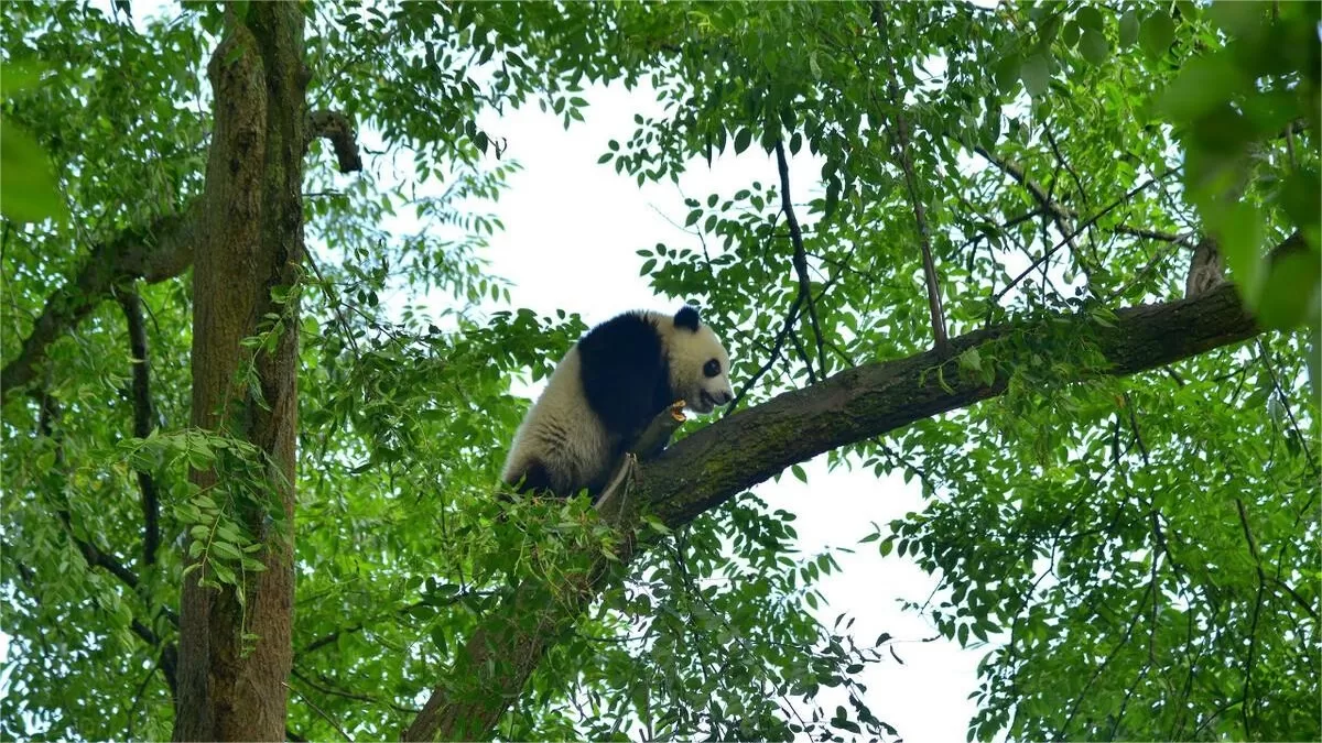 Why Do Giant Pandas Prefer A Solitary Lifestyle