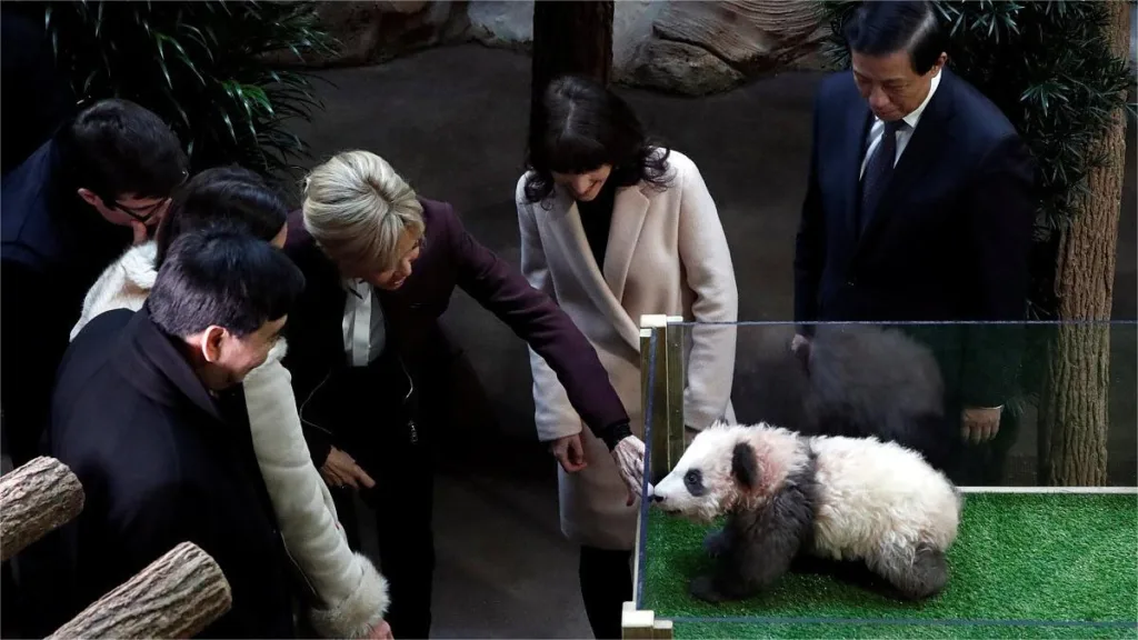 Why Engage In International Cooperation For Giant Panda Conservation