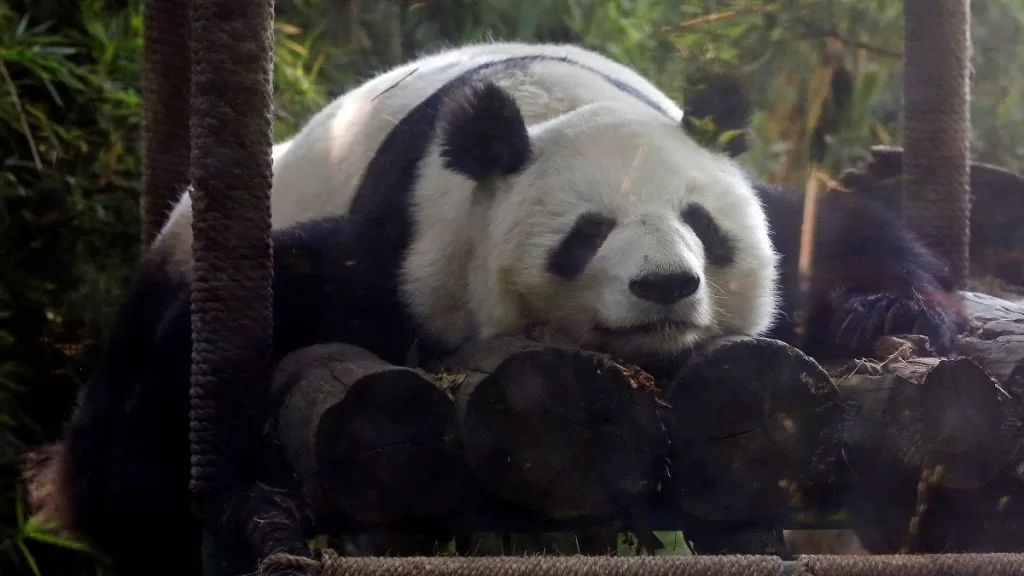 Xin Xin The Only Foreign Panda In The World