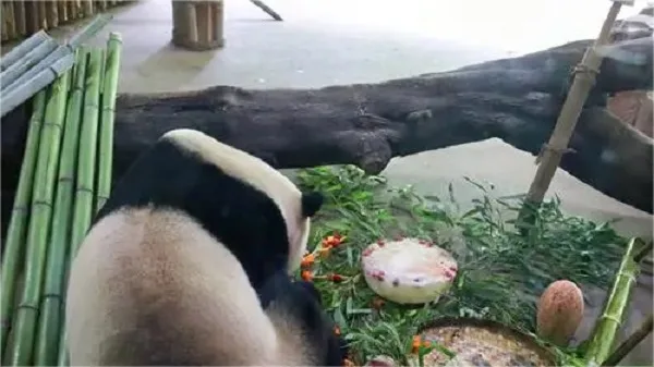 Yunnan Wildlife Parks Giant Panda Zhen Duo Celebrates Its 10th Birthday 2