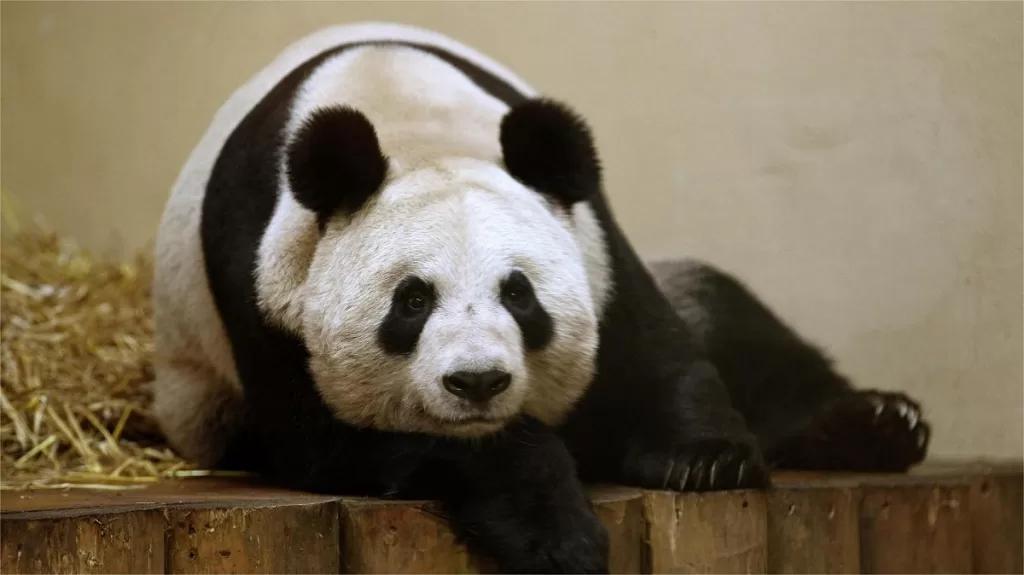 Common Knowledge About Giant Panda