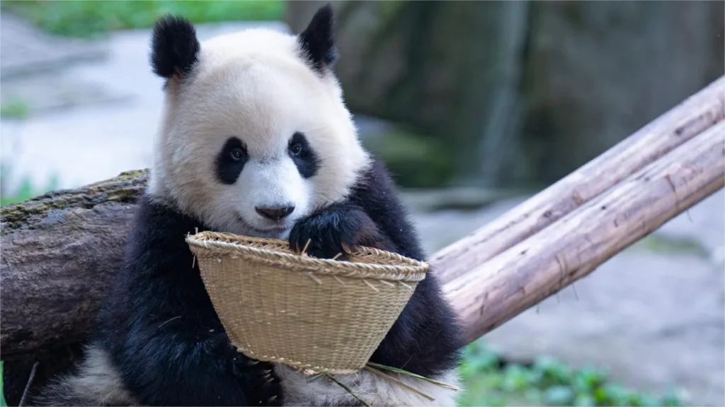 History Of Giant Panda 2