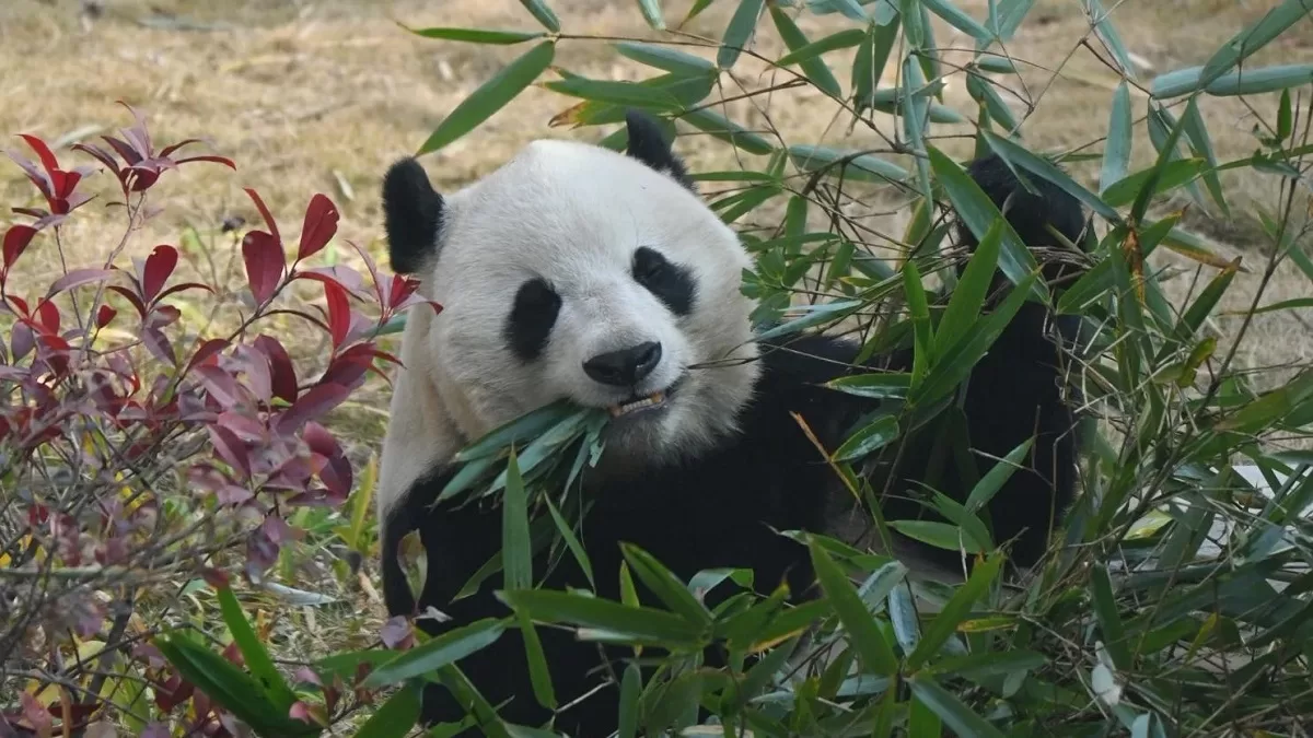 Panda Fu Lu