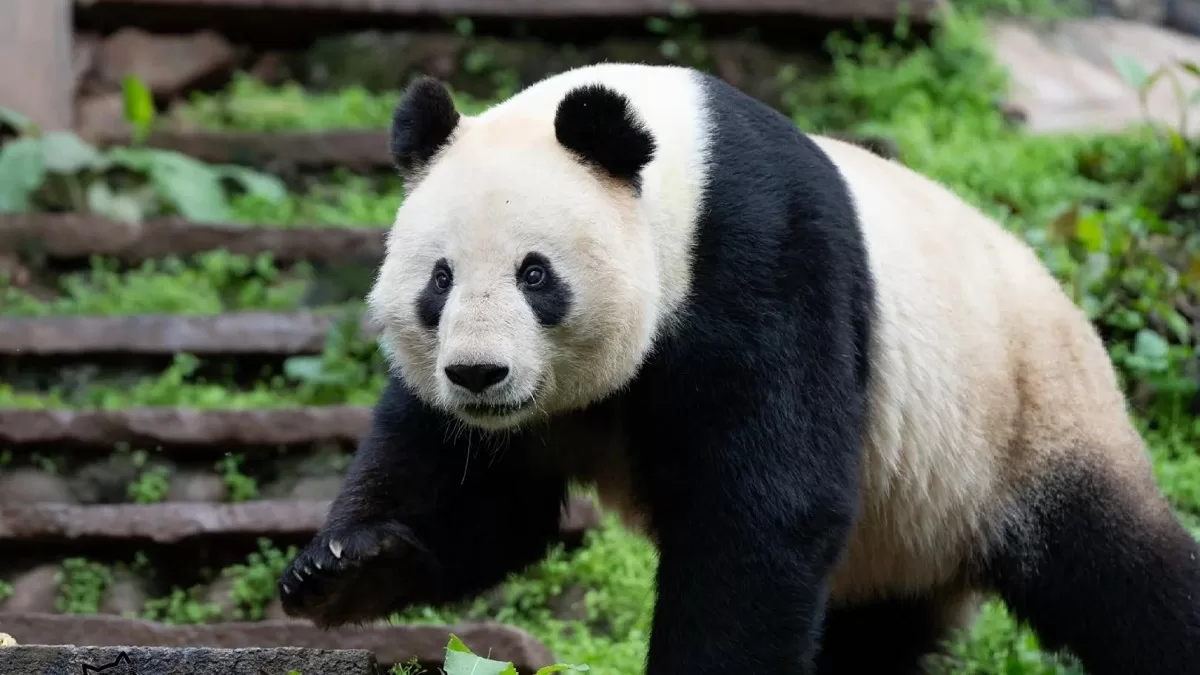 Panda Mei Sheng