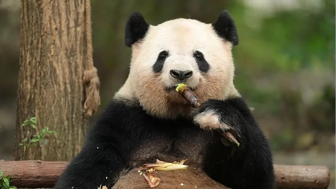 Panda Si Yuan