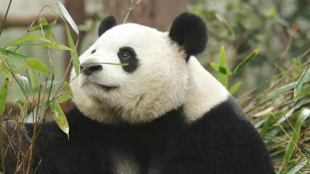 Panda Ai Li