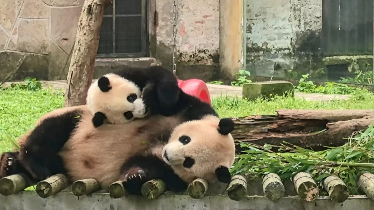 Panda Mang Zai