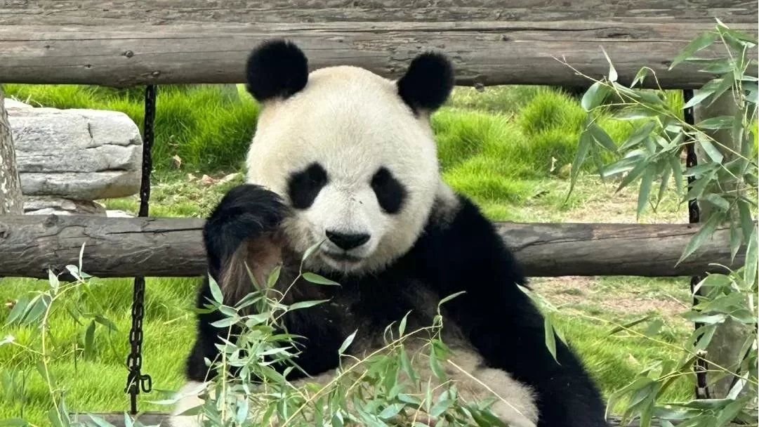 Panda Xian Zi
