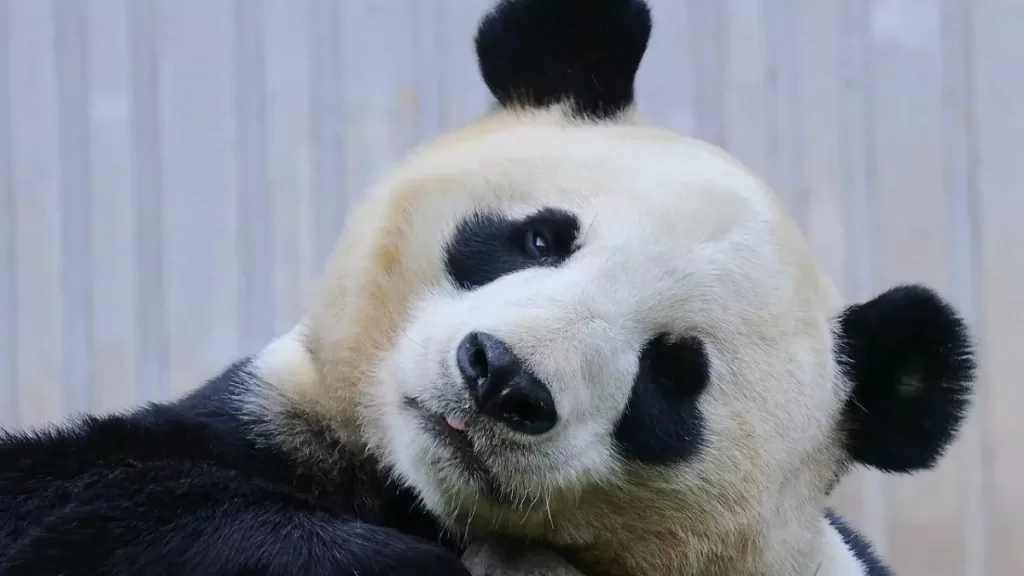 Panda Zhen Zhen
