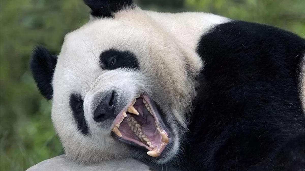 Are Pandas Dangerous Gentle Yet Potentially Aggressive