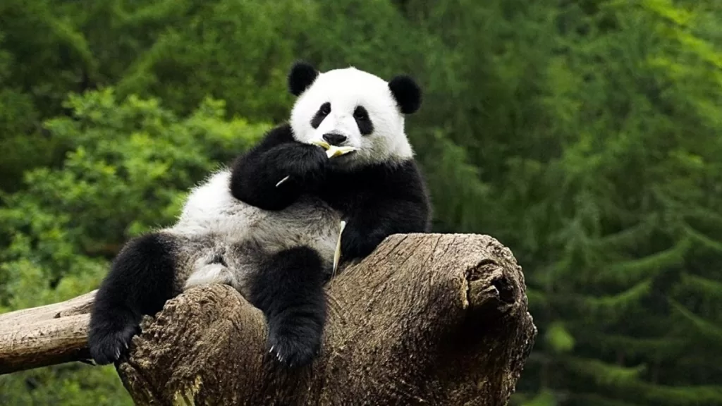 Are Pandas Carnivores, Given That They Mostly Eat Bamboo