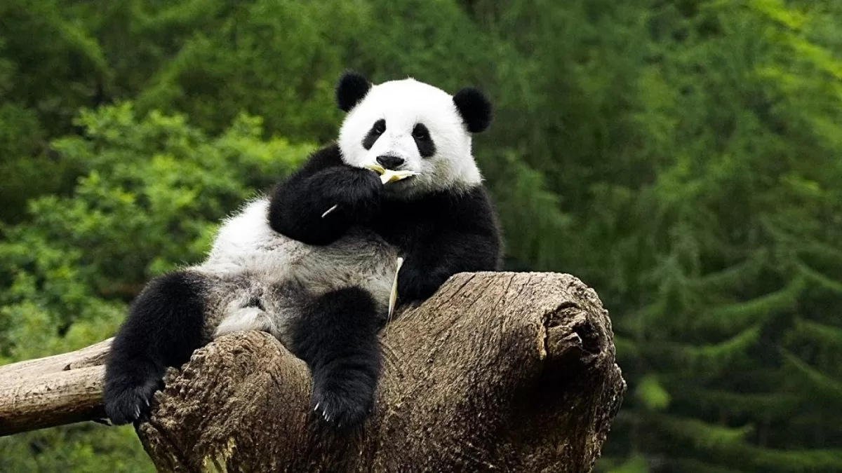Are Pandas Carnivores, Given That They Mostly Eat Bamboo