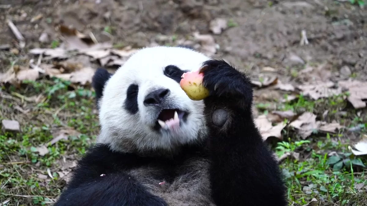 Do Panda Eat Meat