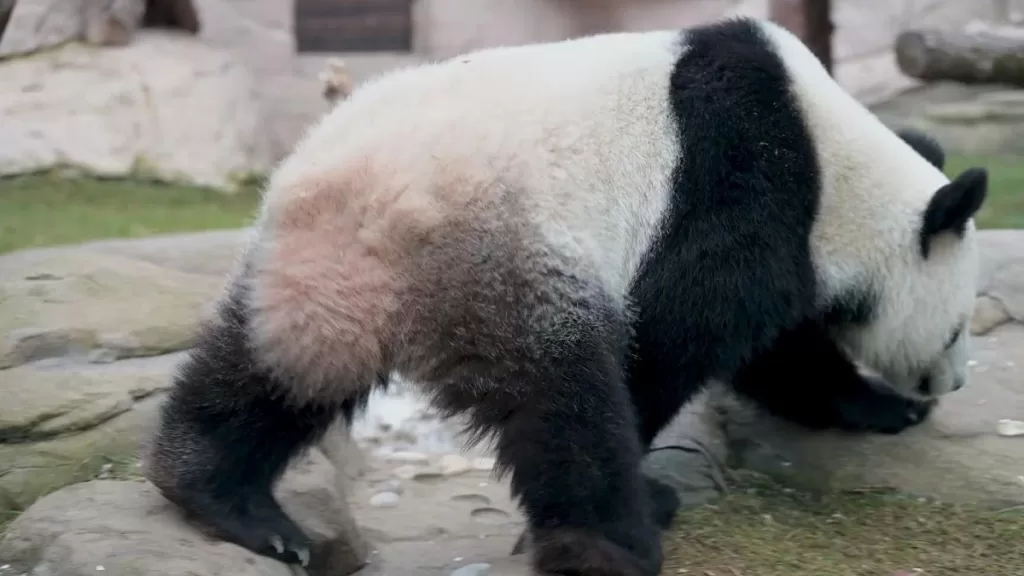 Do Pandas Have Tails