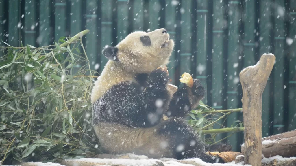 Do Pandas Hibernate
