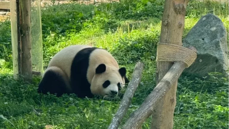Fu Bao Has Entered A Pseudopregnancy State