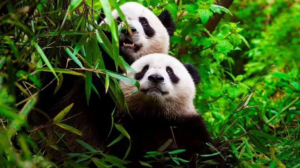 How Do Giant Pandas Find Mates