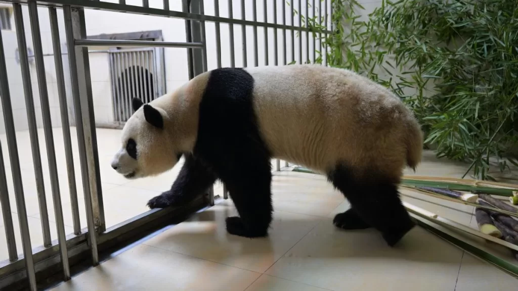 How Do Overseas Giant Pandas Return To China