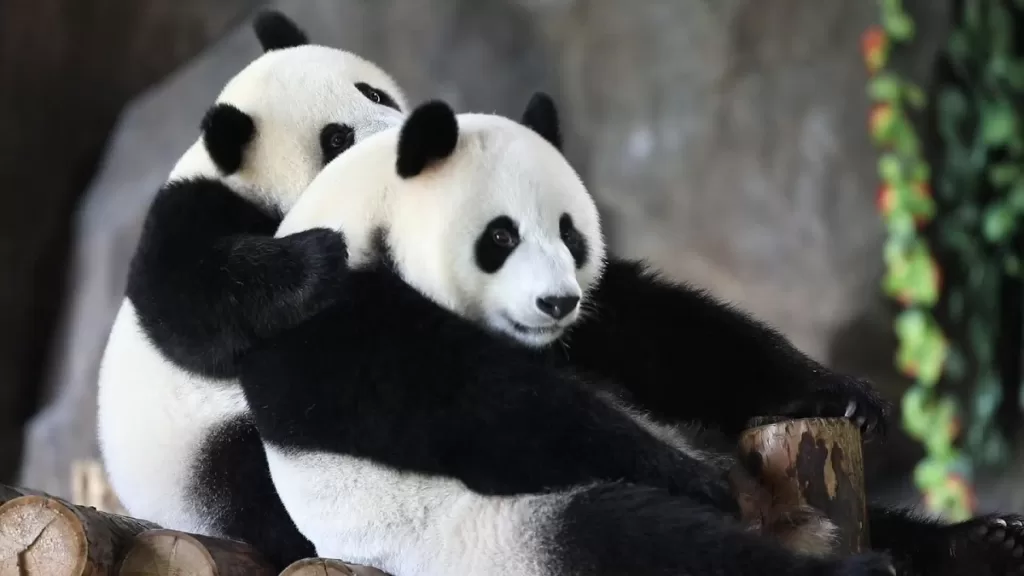 How Giant Panda Mothers Train Their Cubs For Survival In The Wild