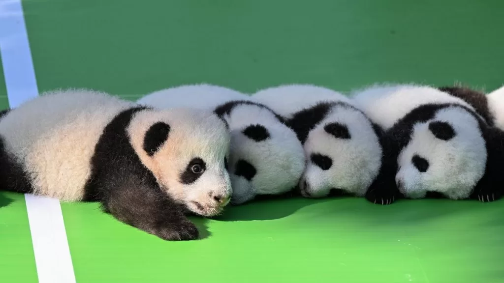 How Many Panda Are Left