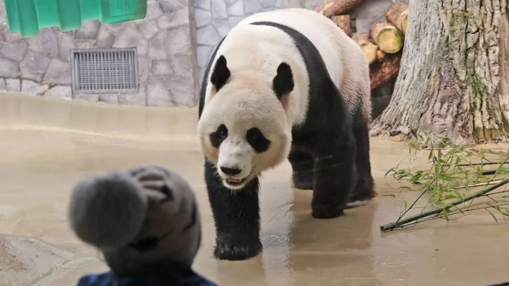 How Much Do Pandas Weigh