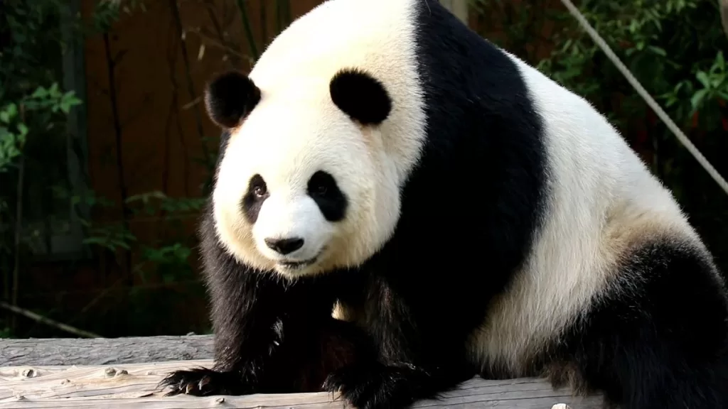 How To Identify Giant Pandas