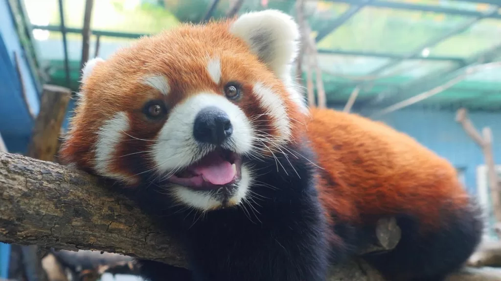 Members Of The Giant Panda Family