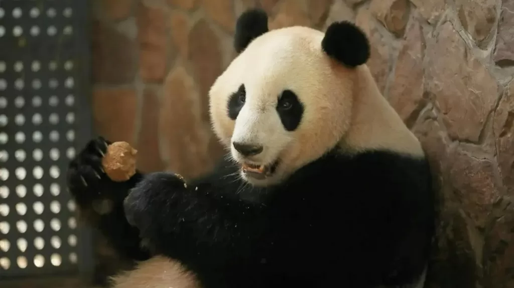 Panda Bing Bing Ice Cube