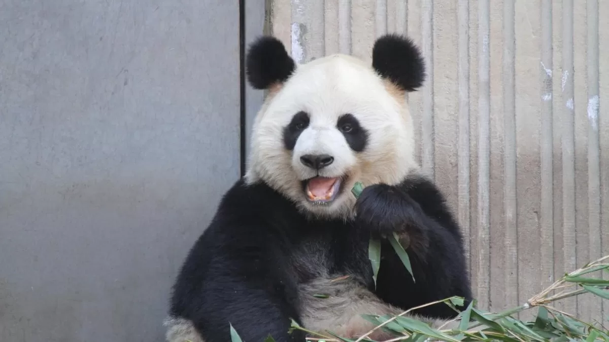 Panda Can Can At Wolongping