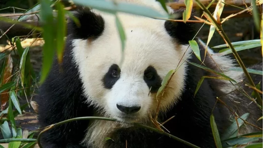 Panda Cheng Shuang