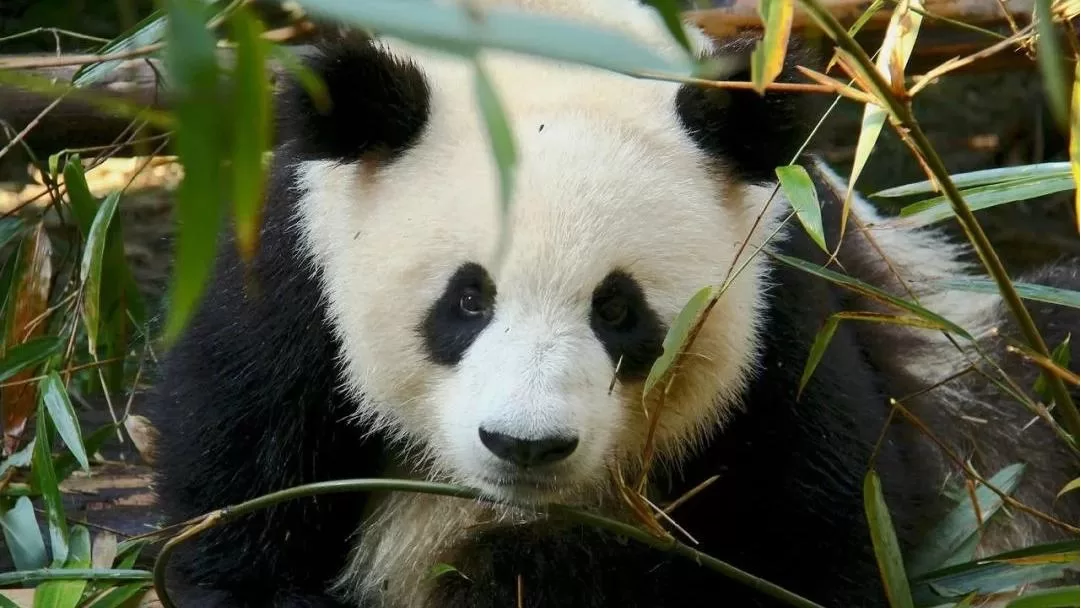 Panda Cheng Shuang