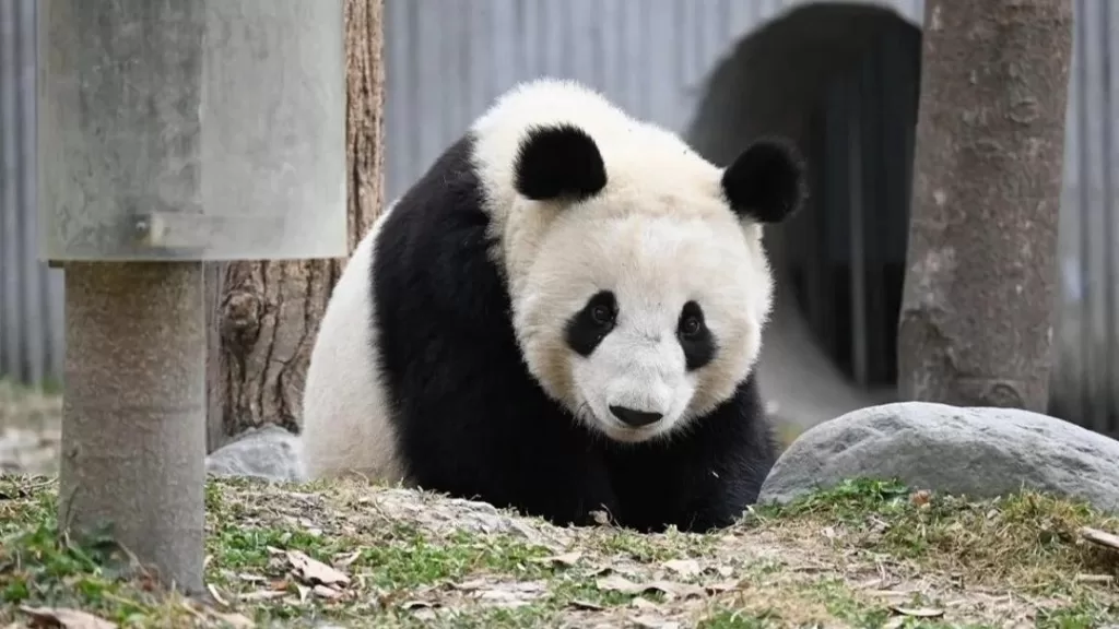 Panda Hua Bao