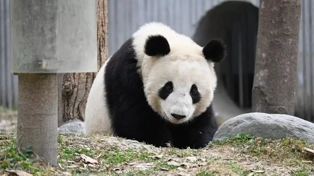 Panda Hua Bao