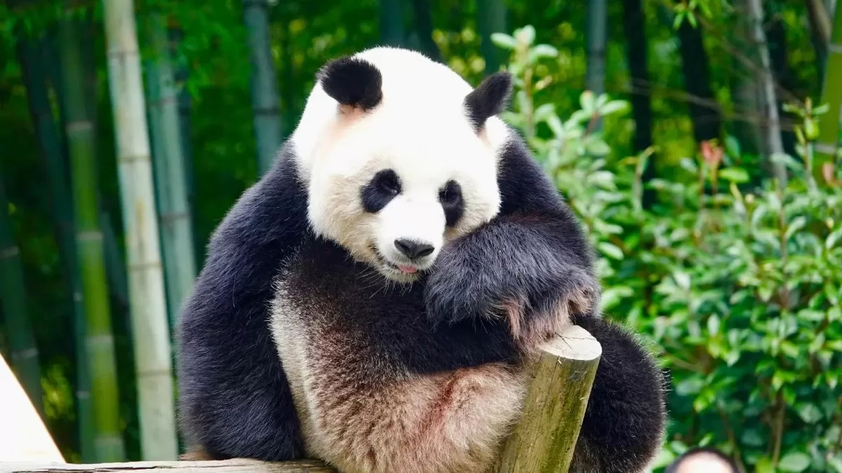 Panda Hua Li