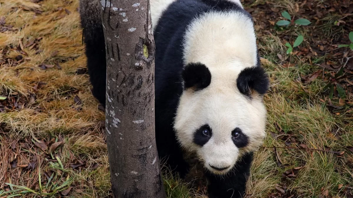 Panda Jiao Zi